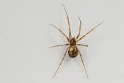 boomstamwever (lepthyphantes minutus) 4-2012 6845